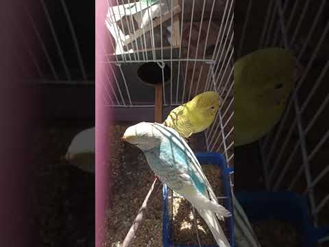 Morning bird sounds | Birds chirping relaxing and birds singing #shorts