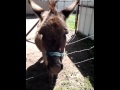 Leroy The Donkey