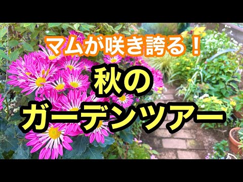 いつオープングラウンドに花を植え始めますか？きれいなお花畑を作るにはどれを選べばいいでしょうか？  庭園