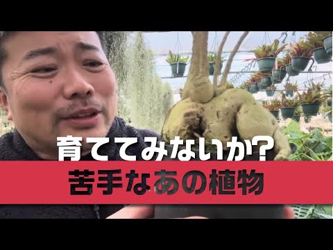 オークリーフレタス 植物
