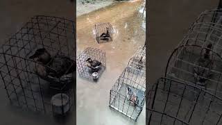 Download lagu persiapan mikat burung belibis mp3