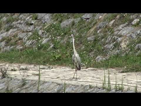 2019. 07. 30. - Uzice - Roda u  Djetinji (1)
