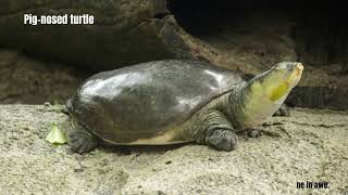 Animals With Long Faces 15 Bizarre Animals That Will Make You Wonder