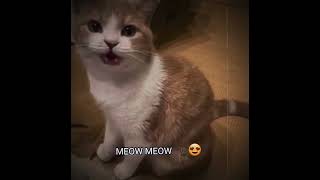 Download lagu bf:@Ianis-s9p , my pookie: Geo❤️ mp3