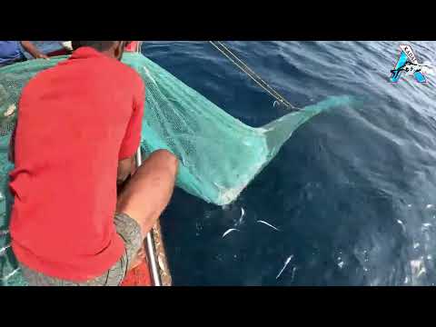 Amazing Automatic Longline Fishing Net Catch Giant Fish | KadalTV