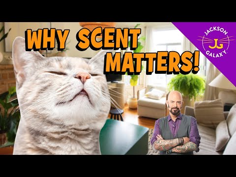 YouTube video about: Why does my cat smell like perfume?