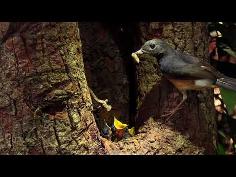 Shama Nest at Cardamom Tented Camp