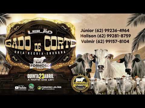 LEILÃO GADO DE CORTE FORMOSO LEILÕES - FORMOSO - GO - 23/04/2026