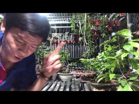 Giao Lưu Mai Giảo Thủ Đức Chơi Tết 2022 27/5 ĐT 0918970606