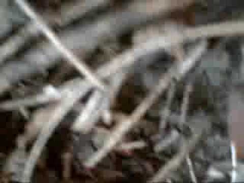 diving la cristuru secuiesc