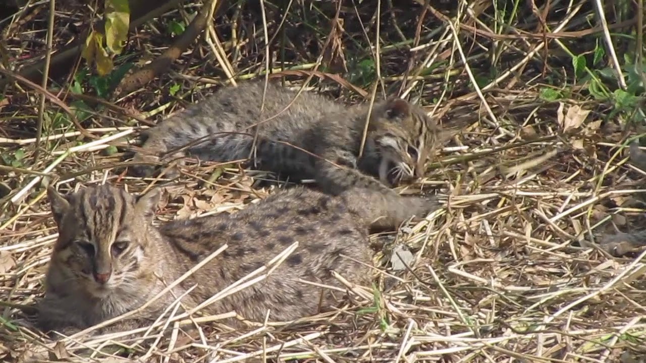 Antics of a Fishing Cat family in Howrah, West Bengal.