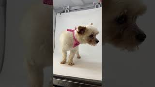 Video preview image #1 Mutt Puppy For Sale in Benton, LA, USA