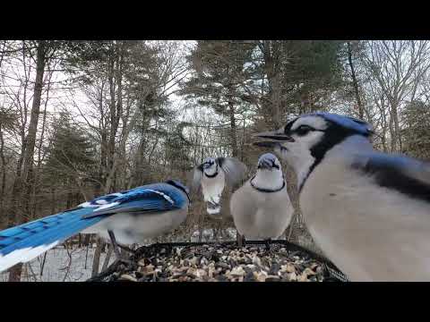 Dove, Blue Jays, Starlings, Woodpecker
