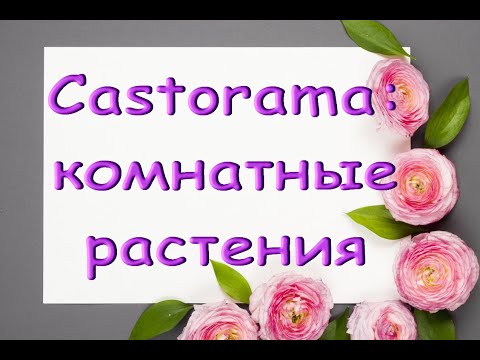 КОМНАТНЫЕ РАСТЕНИЯ в "Castorama",17.09.20."Касторама",Самара,Московское ш.