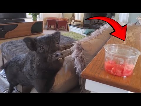 Compilation de vidéos drôles de cochons 2023 | vidéos de cochons mignons pour vous faire rire