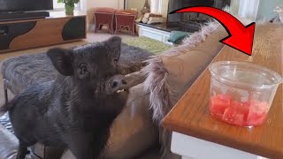 Compilation de vidéos drôles de cochons 2023 | vidéos de cochons mignons pour vous faire rire