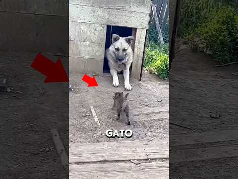 PELEA ENTRE PERRO Y GATO #historias #curiosidades #épico #viral
