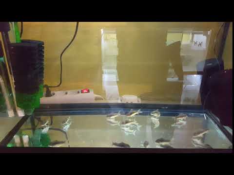 acuario de puestas corydoras bronce