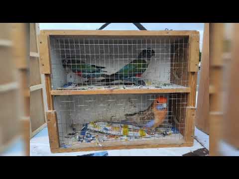 Agrokomplex Nitra Slovakia animal fair 25.7.2021