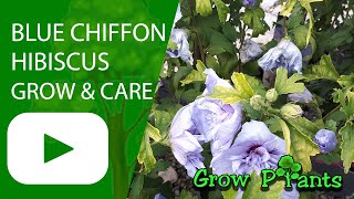 Blue chiffon Hibiscus – grow & care (Blue hibiscus plant)