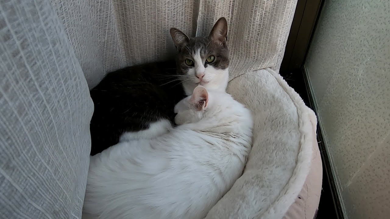 #255 ベタベタなカップル - Flirting cats -