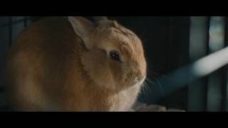 Download lagu Stars and Rabbit - Summerfall mp3 Download lagu Stars and Rabbit - Summerfall mp3