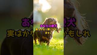 頭がいい犬の特徴５選  #dog #犬#犬のいる暮らし#犬好きさんと繋がりたい#犬との暮らし