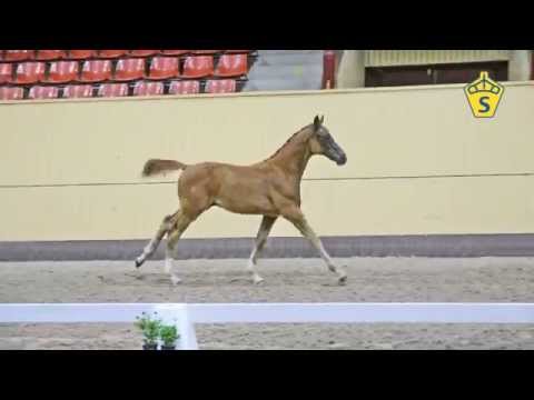SWB Elitfölauktion 2015 - 18. Silver Kazam e. Kannan- Casall