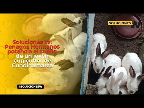 Soluciones W: Penagos Hermanos potencia el sueño de un joven cunicultor de Cundinamarca | La W