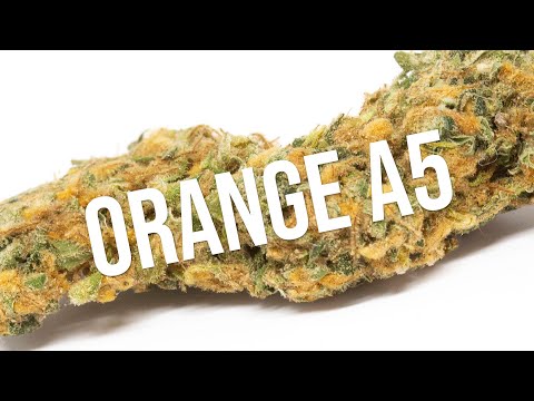 Orange A5 strain review! Sativa goodness!