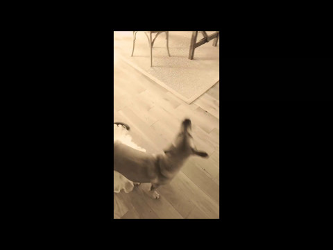 apple the ballerina dog