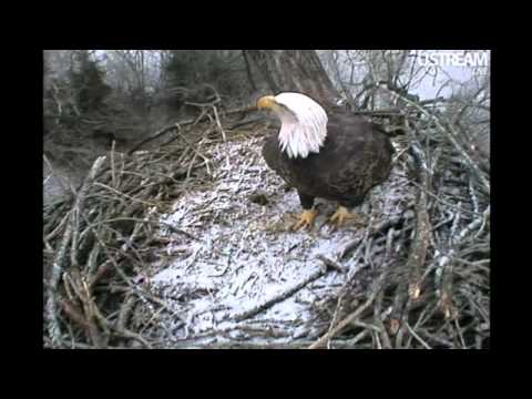 Decorah Female Eagle Calls 12-04-11 10:11am CST