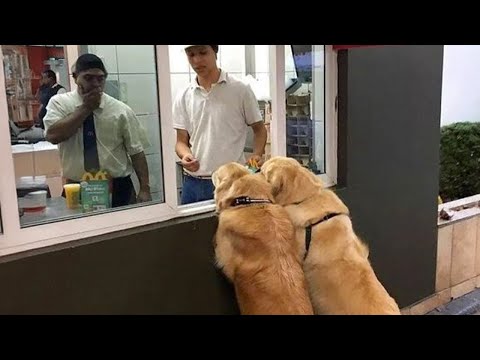 Le golden retriever le plus drôle devient encore plus drôle au fur et à mesure que vous le regardez !