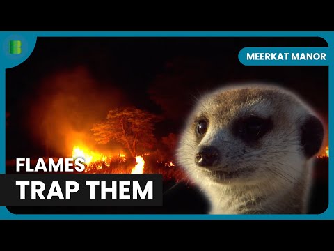 Wilson Finds Mozart as Bushfire Engulfs Burrow | Meerkat Manor