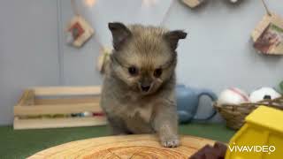 ハーフ犬の動画01