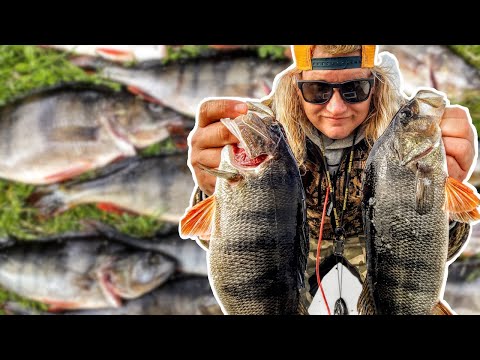 AAMUINEN PISTO, NOSTO JA RAVISTUS - AHVEN KOVALLA PURULLA - MICROBITE TOIMITTAA