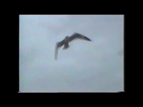 Donkobz - Deep Cove (Prod. Cbakl)