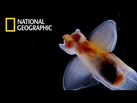 Thumbnail of the video: "The Importance of Diatoms" (Ep.1)