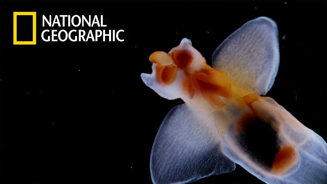 "The Importance of Diatoms" (Ep.1)