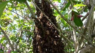 preview picture of video '40,000 Bee swarm - Pelsall, May 2014 - 2 of 2'