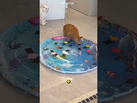 Por isso você não deve comprar uma cama de água para o seu gato 😱