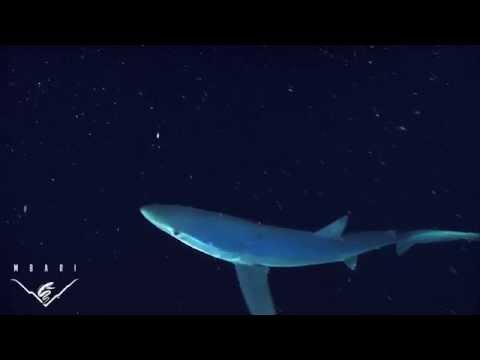 Blue shark