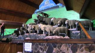 preview picture of video 'Huntaways & Whistle, Agrodome, New Zealand'