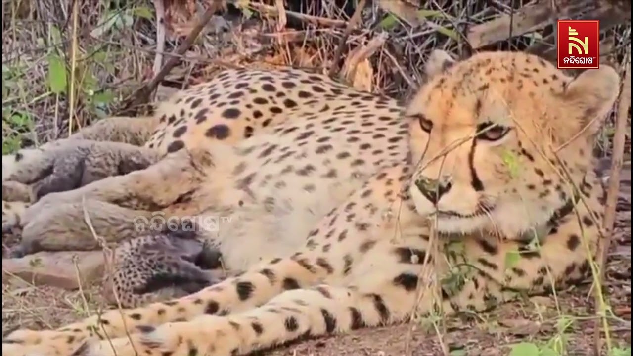 Project Cheetah in India: Indian-Born Cheetah Mukhi Gives Birth to 5 Cubs At MP's Kuno National Park