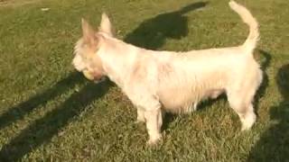 preview picture of video '2009 Toby the Cairn barking with his silencer installed.'