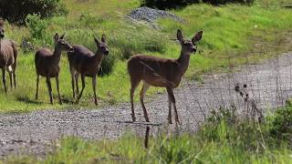 SUIT AND JACKET - JUDAH AND THE LION