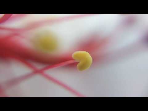 Pollen of Chinese Rose Flowers