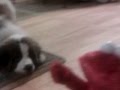 Rosie Elmo Do The Hokey Pokey Turn Themselves Around