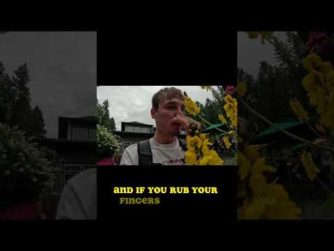 This flower smells like what?! 🤔🥴                   #flowers #tasty #canada #entertainment #fyp