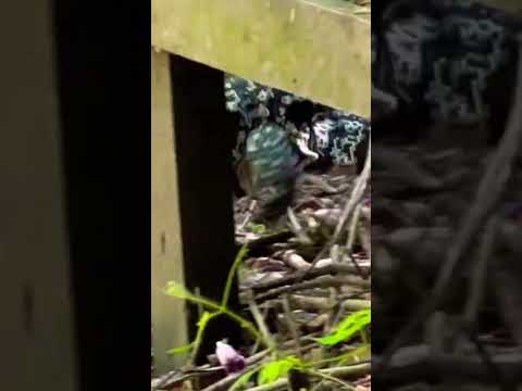 El lagarto está volviendo a su nido en la Reserva Ecológica de #vicentelopez #shorts #buenosaires